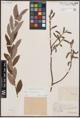 Foto von Salix cinerea L.